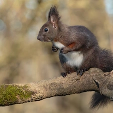 branch, squirrel, Lod on the beach