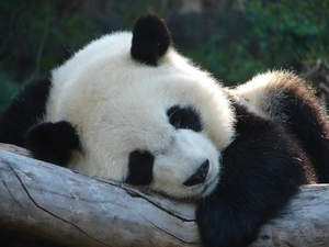 dream, zpabda, Lod on the beach