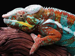 Panther Chameleon, Lod on the beach