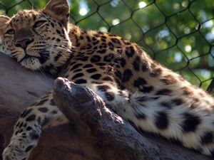 zoo, Leopards, Lod on the beach