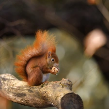 squirrel, nut, Lod on the beach, Ginger