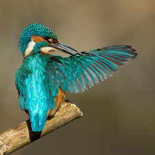 kingfisher, wing, Lod on the beach, spread