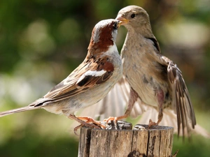 Birds on the log, stump
