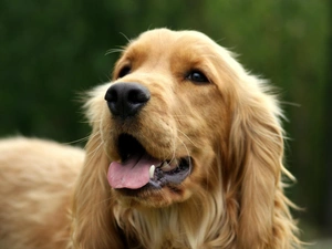 background, dog, green ones