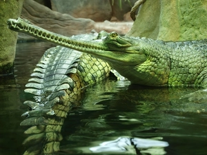 gharial, water, green ones