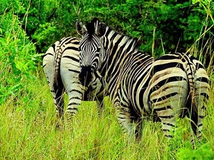 grass, zebra, green ones