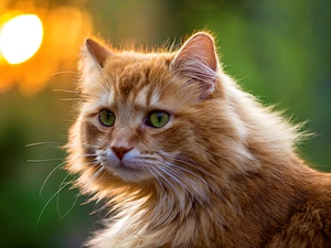 Norwegian, ginger, green ones, Eyes, forest, cat