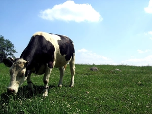 pasture, Cow, green ones