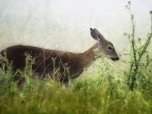 plants, deer, green ones