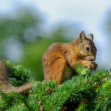 Twigs, squirrel, green ones