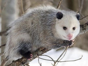 opossum, branch