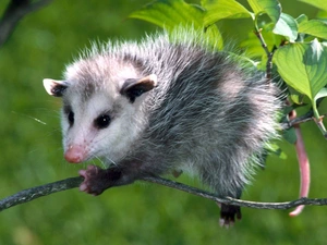 opossum, twig