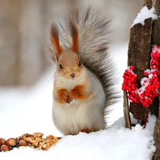 trees, squirrel, nuts, snow, winter, trunk, Viburnum Opulus