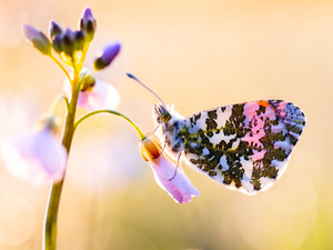 blur, Close, butterfly, Orange Tip, Colourfull Flowers