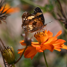 Colourfull Flowers, butterfly, Orange