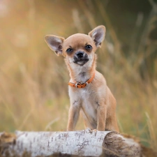 Chihuahua, Orange, dog-collar, doggy