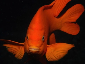 Orange, fish