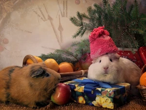 Baskets, gifts, Bonnet, orange, Guinea Pigs
