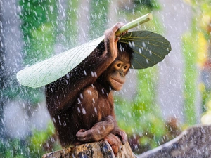 Monkey, leaf, Rain, orangutan