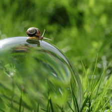 Glass, snail, grass, Orb