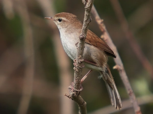 Ordinary Wierzbówka