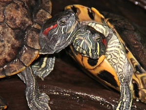 Turtles, ornamental, Reptiles, red-faced