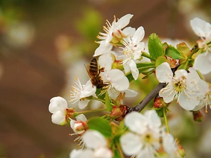 Osowka, Blossoming, cherry