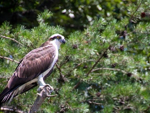 osprey, forest