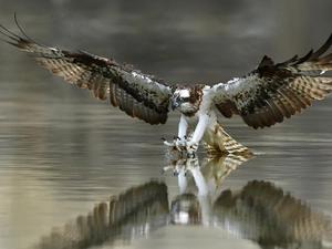 osprey, hunting