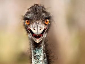 ostrich