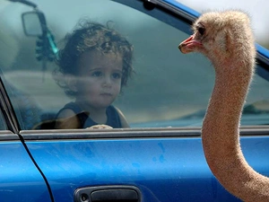 ostrich, Kid, Glass