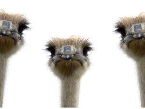 ostriches, Three, head