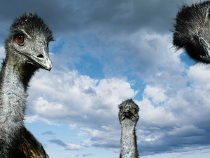 Three, Sky, clouds, ostriches