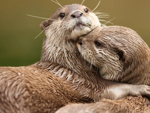 otters, Two, cuddled