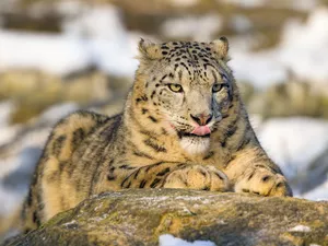 Tounge, snow leopard, outstanding