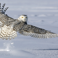 wings, snow, Snowy Owl, spread, Bird