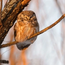 Bird, trees, twig, owl