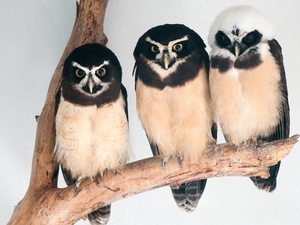 branch, Owls, Crested Owl