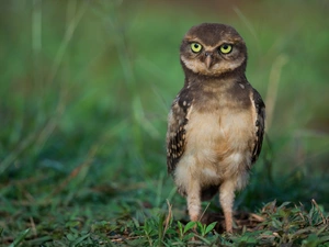 grass, owl, Little Owl