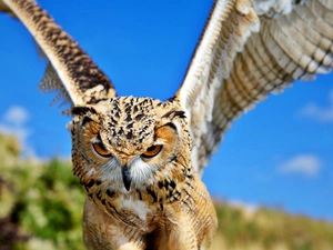 rapprochement, owl, in the air