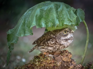 owl, leaf