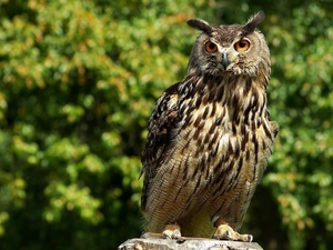 owl, eagle-owl