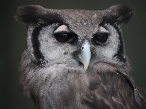 owl, eagle-owl