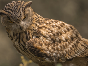 owl, Bird, eagle-owl