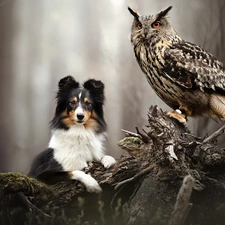 dog, Eurasian Eagle-Owl, root, owl