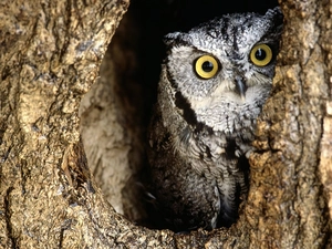 owl, Great Horned Owl