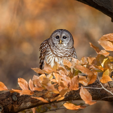 owl, branch, Leaf, Owl