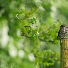 trees, Leaf, Little Owl, peg, owl