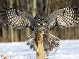 spread, owl, wooden, post, wings, Tawny owl great gray owl