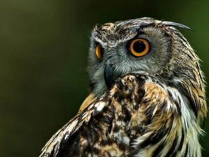 rapprochement, owl, eagle-owl